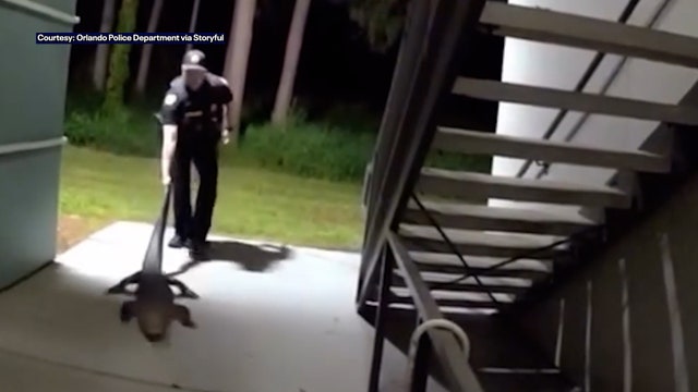 Video: Florida gator found hiding in Orlando apartment complex