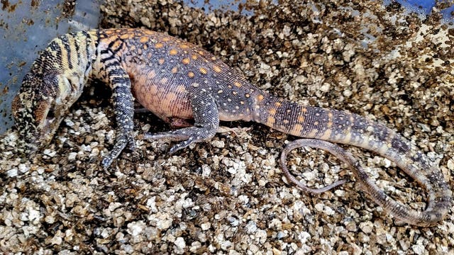 ZooTampa celebrates the birth of two Komodo dragons