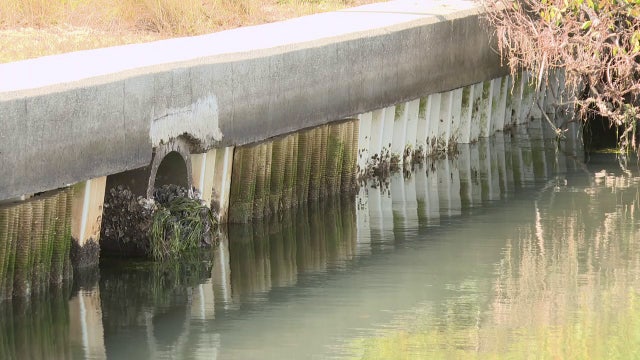 Living seawall solution to help Sarasota Bay as concrete seawalls are replaced by vinyl, other materials