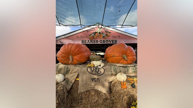 Bearss Groves saves annual Fall festival with giant 'twin pumpkins'