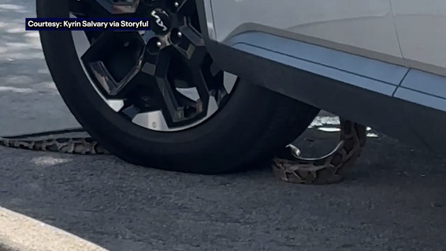 Video: Florida snake slithers into car while driver waits in drive-thru line