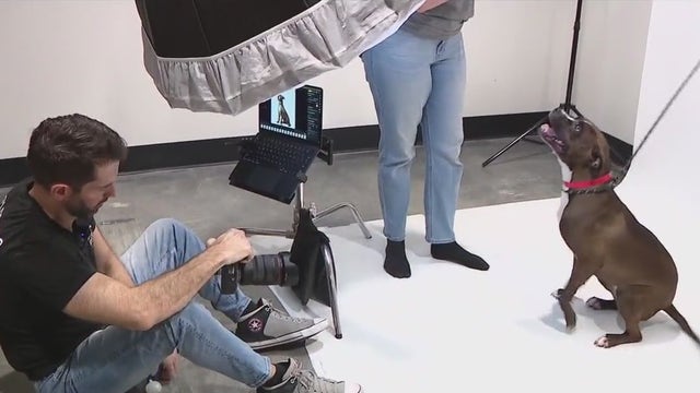 Local photographer taking 'Second Shots" for Pit Bull Awareness Month