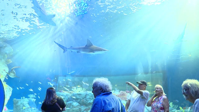 Sneak peek: Mote Sea Aquarium opening Wednesday