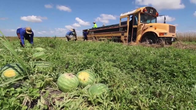 Florida farmers struggle as fewer migrant workers want H-2A visas