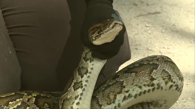 Burmese python removal plan ahead of schedule in the Florida Everglades
