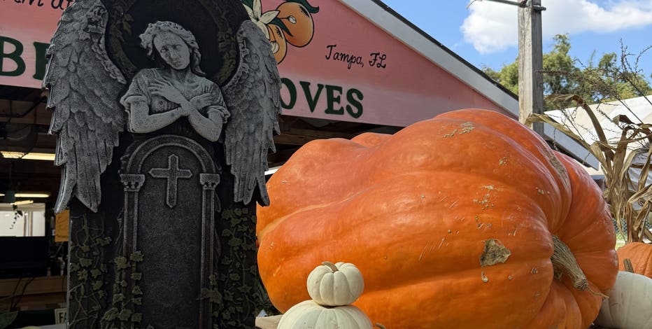 Bearss Groves Farm mourns the loss of giant pumpkin 'Jack' | FOX