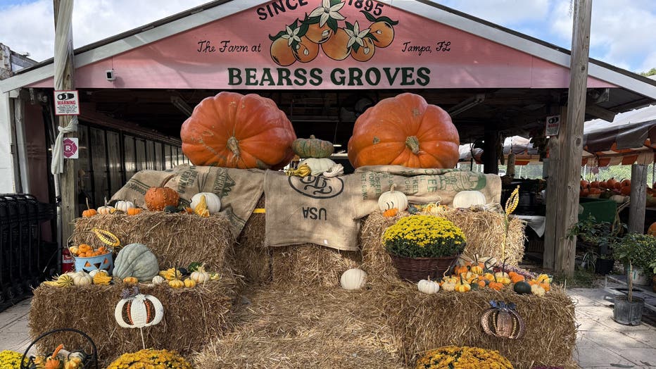 Bearss Groves Farm mourns the loss of giant pumpkin 'Jack' | FOX