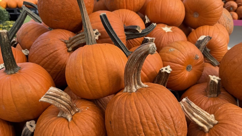 Bearss Groves saves annual Fall festival with giant 'twin pumpkins