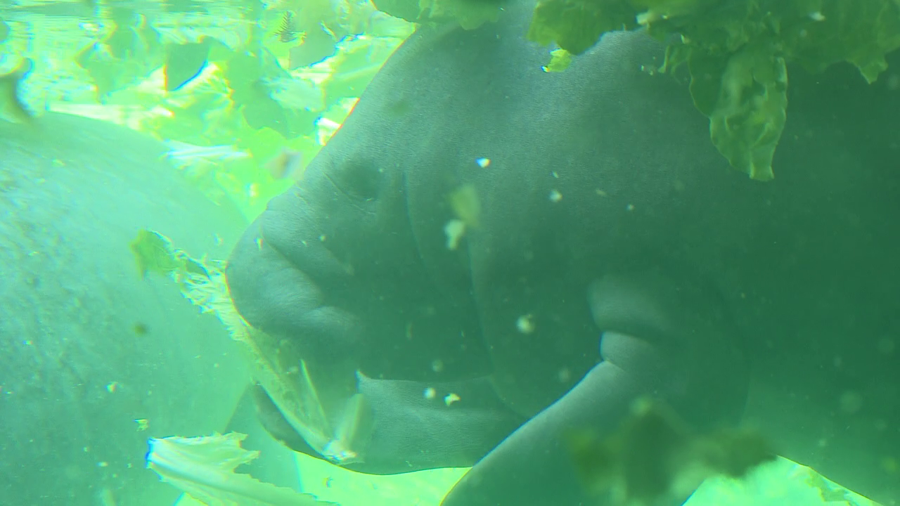 ZooTampa shows off new Manatee Rescue Center