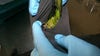 Parakeets found in man's pants at Mexico border