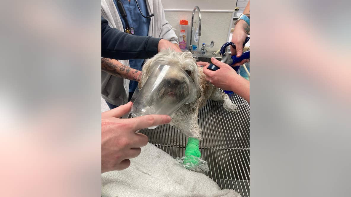 Dog rescued from smoke-filled home after kitchen fire ignites
