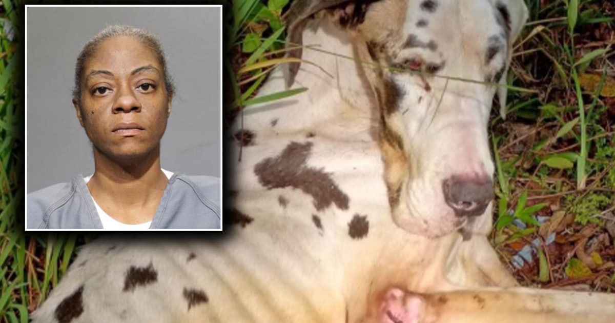 Florida woman arrested for abandoning 'severely neglected' Great Dane ...