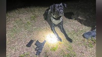 K-9 locates gun underneath shed that was used in Wauchula gas station shooting: FWC