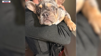 Puppy stolen from Brandon cellphone store; two teens and two adults arrested
