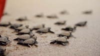 Clearwater Marine Aquarium reports record-breaking sea turtle nesting season