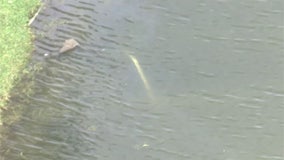 Small plane reportedly bringing Hurricane Melissa relief to Jamaica crashes in Florida neighborhood; 2 dead