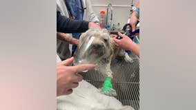 Dog rescued from smoke-filled home after kitchen fire ignites