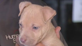 Humane Society of Tampa Bay seeing more pet surrenders, offers help amid government shutdown