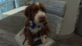 Meet Fletcher: The furry new ‘staff member’ changing lives at AdventHealth Tampa