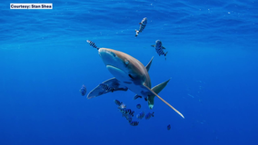 Research shows illegal shark fin trade occurring globally despite international protections