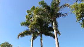 UF plant pathologists study nearly 30 species of palm trees to analyze their risk for trunk rot