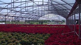 Orban’s Nursery makes dramatic comeback after losing every Poinsettia in 2024 storms