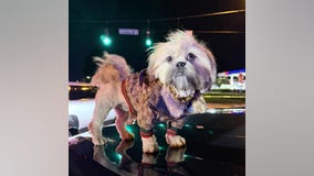 Stylish passenger pup safe after driver arrested for DUI in West Palm Beach