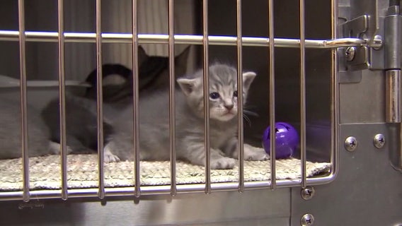 Humane Society of Tampa Bay halts stray cat, kitten intakes due to 'highly contagious disease'