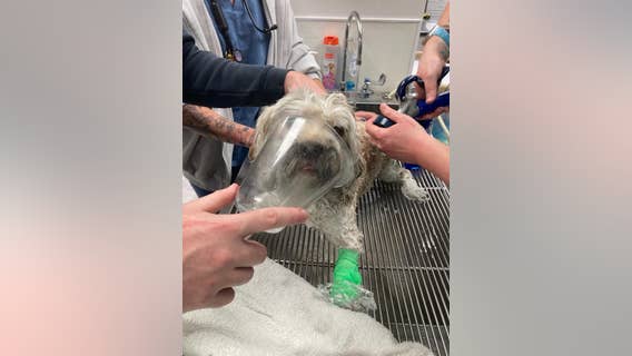 Dog rescued from smoke-filled home after kitchen fire ignites