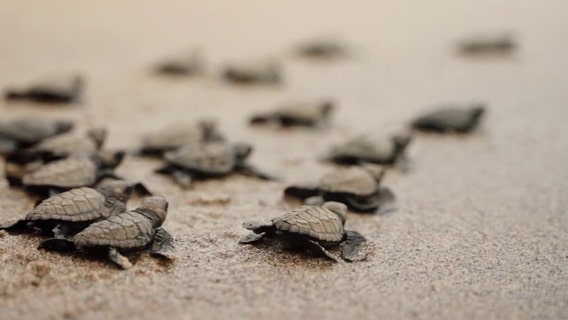 Record-breaking year for sea turtle nests on Sarasota beaches, disorientations hit all-time high