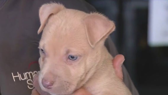 Humane Society of Tampa Bay seeing more pet surrenders, offers help amid government shutdown