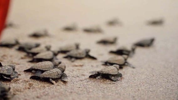 Clearwater Marine Aquarium reports record-breaking sea turtle nesting season