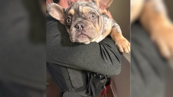 Dog returned to owner after being stolen during armed robbery, 4 teens arrested: HCSO