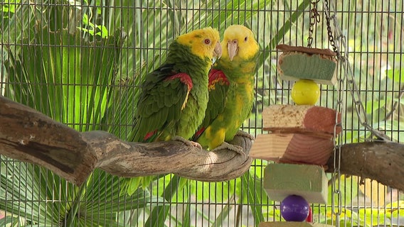 Rescued parrots find a home at Inverness sanctuary