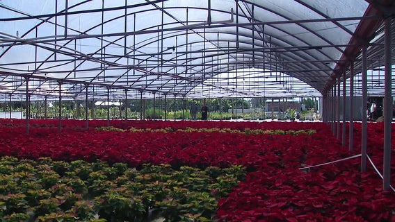 Orban’s Nursery makes dramatic comeback after losing every Poinsettia in 2024 storms