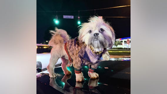 Stylish passenger pup safe after driver arrested for DUI in West Palm Beach