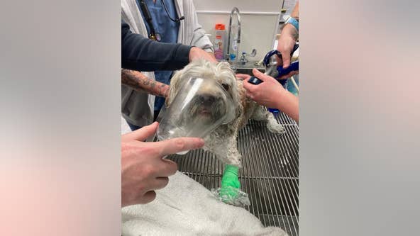 Dog rescued from smoke-filled home after kitchen fire ignites