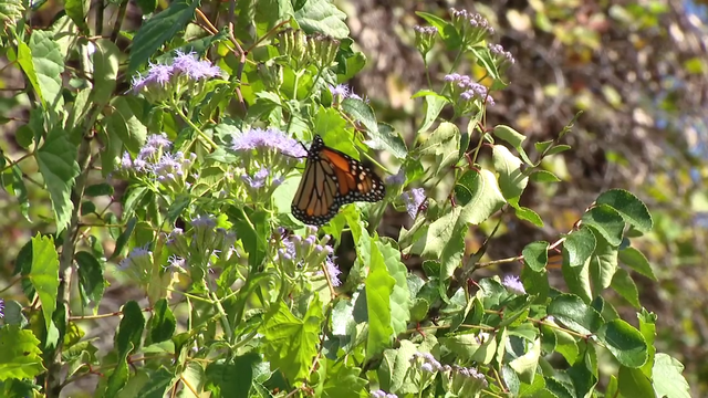 Florida Botanical Gardens offers a beautiful walk through the woods