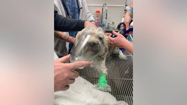 Dog rescued from smoke-filled home after kitchen fire ignites