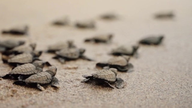 Record-breaking year for sea turtle nests on Sarasota beaches, disorientations hit all-time high