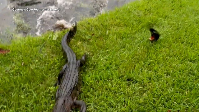Florida gator caught on camera popping out of pond, charging at fisherman: 'That's my foot!'