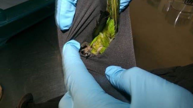Parakeets found in man's pants at Mexico border