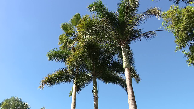 UF plant pathologists study nearly 30 species of palm trees to analyze their risk for trunk rot