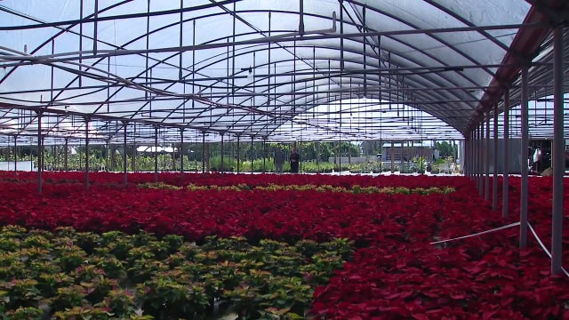 Orban’s Nursery makes dramatic comeback after losing every Poinsettia in 2024 storms
