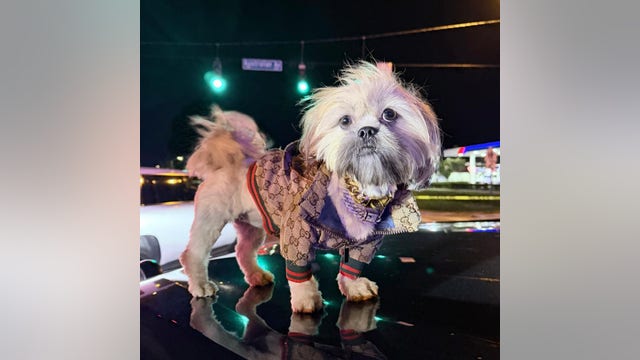 Stylish passenger pup safe after driver arrested for DUI in West Palm Beach