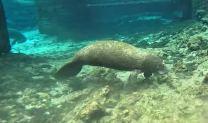 Orphaned manatee calf rescued from House Spring in Crystal River: FWC