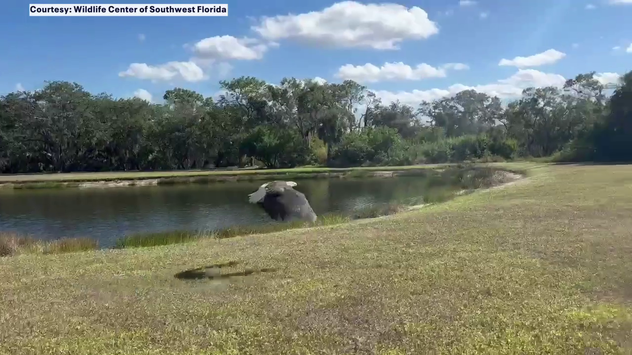 Eagle rescued from Lakewood Ranch lake released seven months later