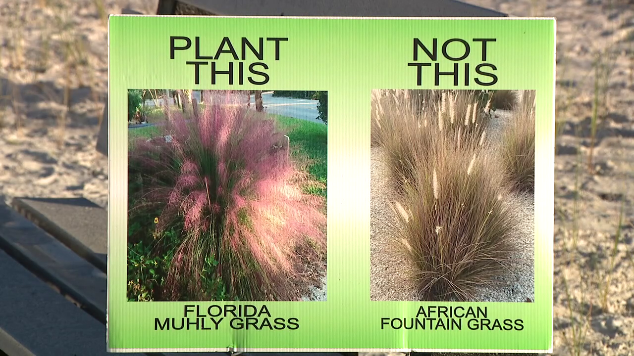 Invasive plant species cause harm in Florida