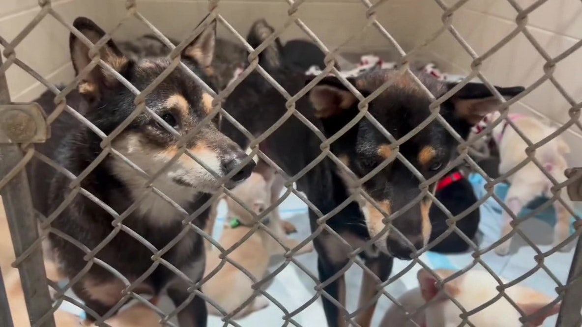 10 sick puppies dumped in storage container at Largo park, police searching for suspect