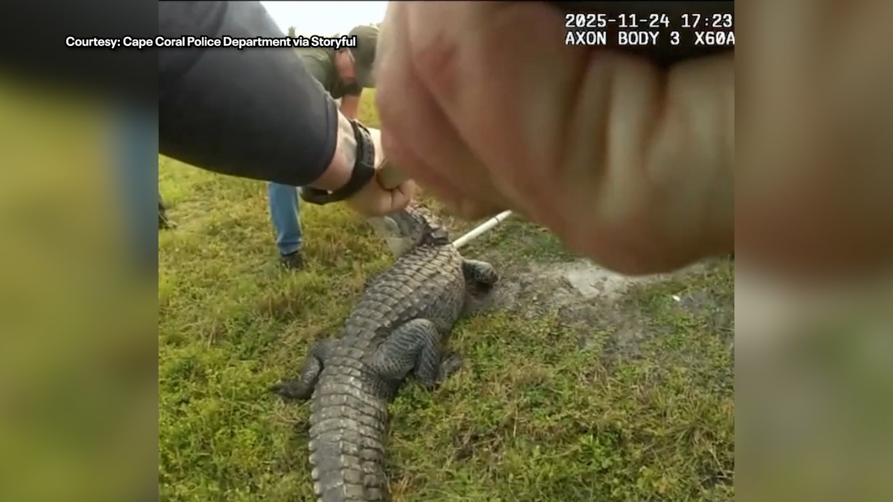Florida gator wrangled by former zookeeper turned police officer